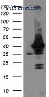 OriGene TA503755S image 1