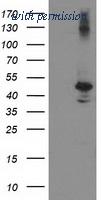 OriGene TA503758S image 1
