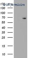 OriGene TA503759S image 1