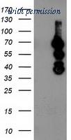 OriGene TA503760AM image 1