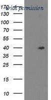 OriGene TA503762S image 1