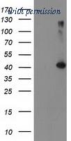 OriGene TA503763S image 1