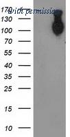 OriGene TA503775BM image 1
