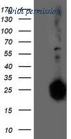 OriGene TA503801S image 1