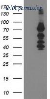 OriGene TA503807S image 1