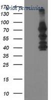 OriGene TA503808BM image 1