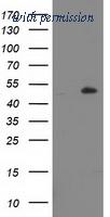 OriGene TA503810S image 1