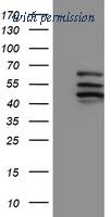 OriGene TA503816S image 1