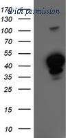 OriGene TA503822S image 1