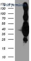 OriGene TA503823S image 1