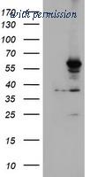 OriGene TA503857BM image 1