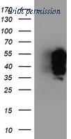 OriGene TA503858S image 1