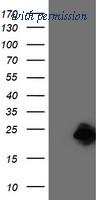 OriGene TA503869S image 1