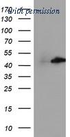 OriGene TA503873S image 1