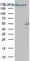 OriGene TA503880S image 1
