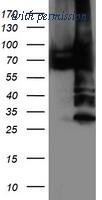 OriGene TA503887S image 1