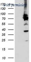 OriGene TA503888S image 1