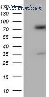 OriGene TA503889S image 1
