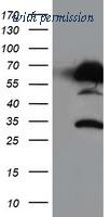 OriGene TA503917S image 1