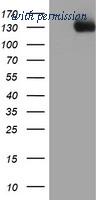 OriGene TA503920AM image 1