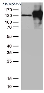 OriGene TA503933AM image 1
