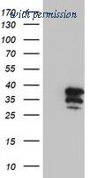 OriGene TA503943S image 1