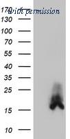 OriGene TA503944AM image 1