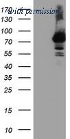 OriGene TA503948S image 1