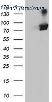 OriGene TA503949S image 1