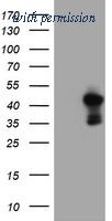 OriGene TA503951S image 1