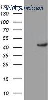 OriGene TA503955S image 1