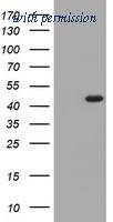 OriGene TA503964S image 1