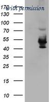 OriGene TA503966S image 1