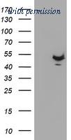 OriGene TA503969S image 1