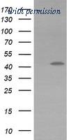 OriGene TA503971S image 1