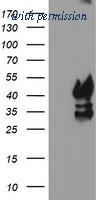 OriGene TA503972S image 1