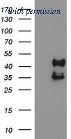 OriGene TA503973S image 1