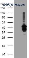OriGene TA503975S image 1