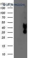OriGene TA503976S image 1