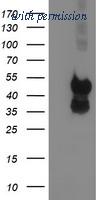 OriGene TA503977S image 1