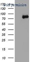 OriGene TA503978S image 1