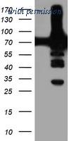 OriGene TA503984S image 1