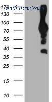 OriGene TA503985S image 1