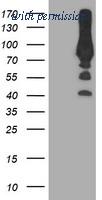 OriGene TA503986S image 1
