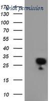 OriGene TA503991S image 1