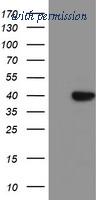 OriGene TA503992S image 1