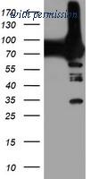 OriGene TA503998S image 1