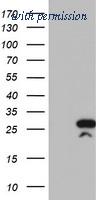 OriGene TA504000S image 1