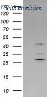 OriGene TA504003S image 1