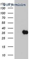 OriGene TA504008S image 1